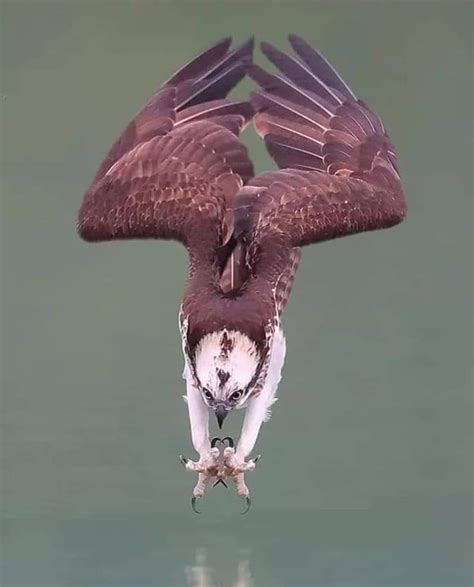 An osprey diving into the water. : interestingasfuck