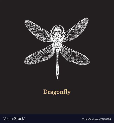 Dragonfly on black background Royalty Free Vector Image