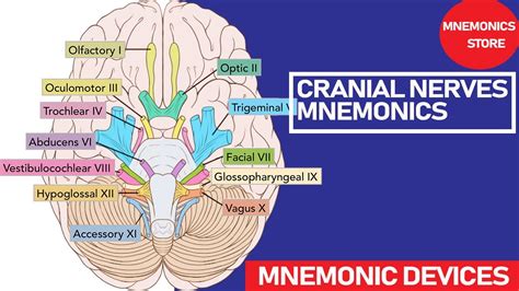 CRANIAL NERVES MNEMONICS AND THEIR CLASSIFICATION IF SENSORY , MOTOR OR BOTH. - YouTube