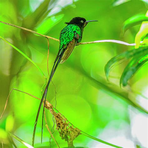 Jamaican Doctorbird Photograph by Morris Finkelstein | Pixels