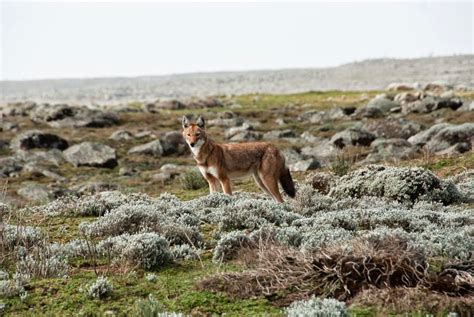 Semien Fox: Ethiopian Red Fox