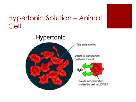 animal cell in hypertonic solution what happens