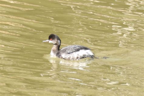 Eared Grebe | Great Bird Pics