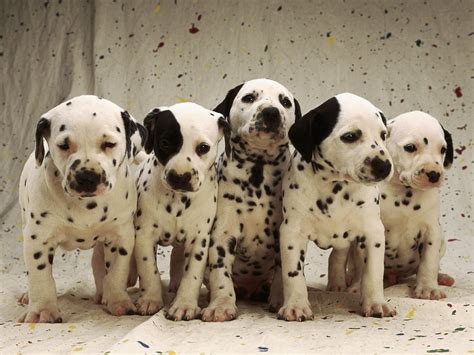 50 Very Cute Dalmatian Puppy Pictures And Photos