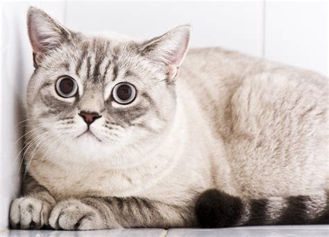 Depression in Cats: Understand the Signs, Causes, and Treatment