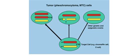 Proposed mechanisms of tumor formation in MEN2. A target cell such as ...