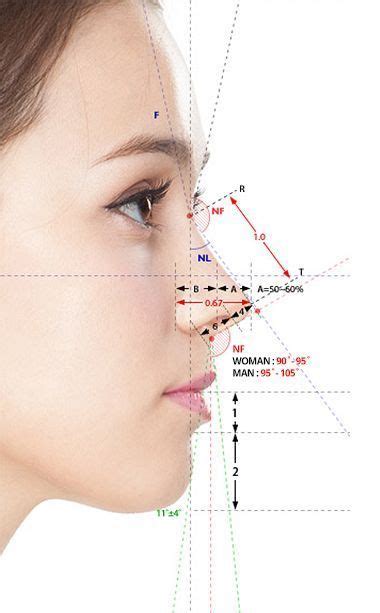 Risultati immagini per golden ratio face | Face proportions, Facial anatomy, Facial aesthetics