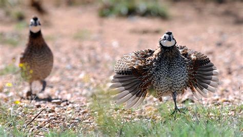 Outlook good for most of Texas quail hunting season