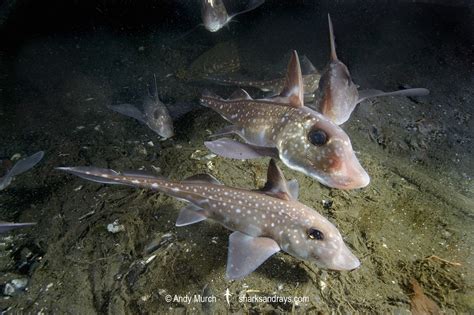 Spotted Ratfish 018 | Sharks and Rays