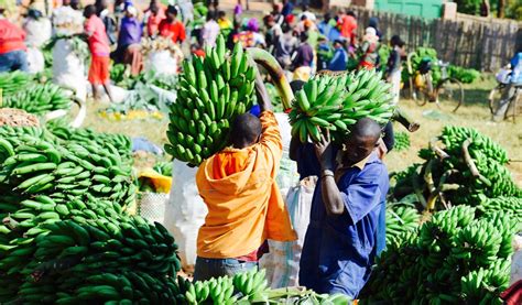 Unlocking Nigeria's Agriculture Potential