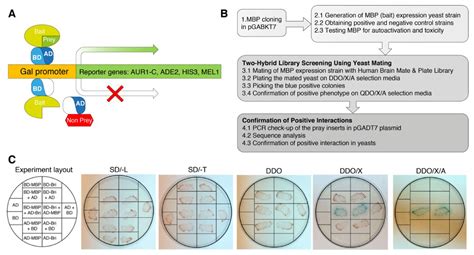 Crystals | Free Full-Text | Deconvolution of the MBP-Bri2 Interaction ...