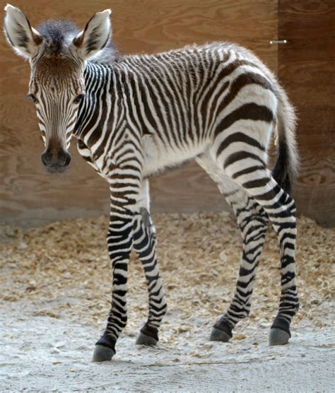 Wildlife Wednesdays: Rare Hartmann’s Mountain Zebra Born at Disney’s Animal Kingdom Lodge at ...