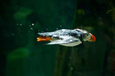 10 Types of Birds That Swim Underwater (With Pictures) - Bird Feeder Hub