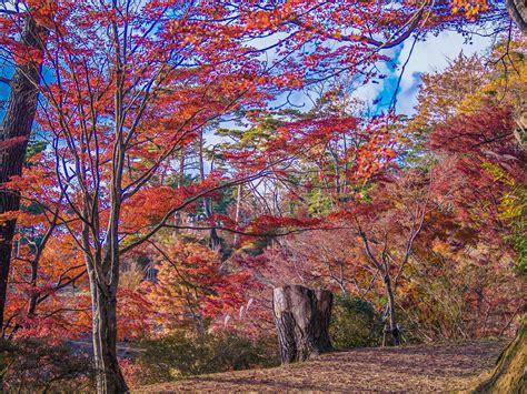 Autumn scenery in Izu, Japan :: Behance