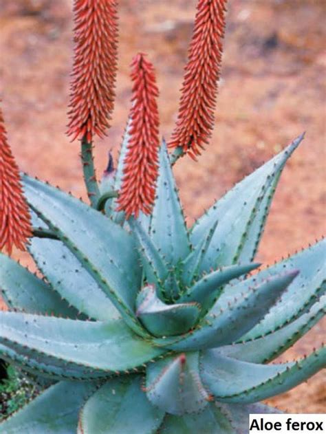 Aloe ferox Cape Aloe Bitter Aloe Red Aloe / 5 seeds | Etsy | Succulents, Aloe plant, Flowering ...