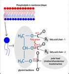 Frontiers | The Roles of Phospholipase A2 in Phagocytes | Cell and Developmental Biology