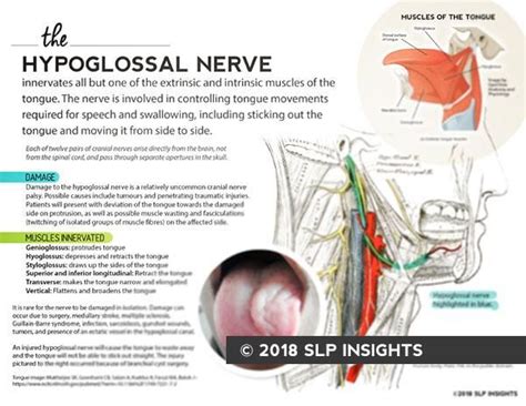 Handout: The Hypoglossal Nerve – SLP Insights | Speech therapy ...