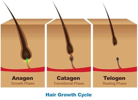 Women's Hair Loss 101: Hair follicle structure and hair growth cycle