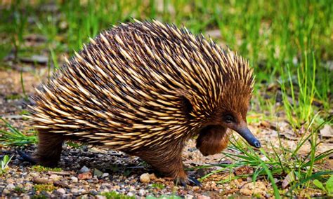 ソニックのナックルズってどんな動物？ 種の情報、写真、事実 - 一般ブログサイト