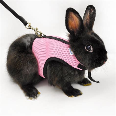 Rabbit Pet Lover: Niteangel Soft Harness with Lead for Rabbits