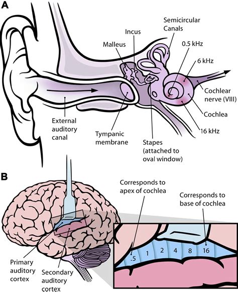 Complications of ruptured ear drum | General center | SteadyHealth.com