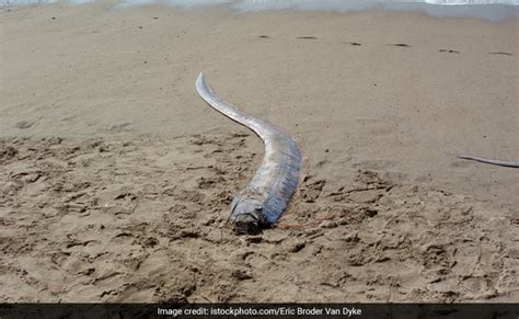 Why Sightings Of Rare Oarfish In Japan Have People Panicking