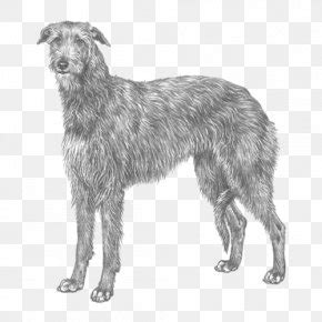 Scottish Deerhound Borzoi American Staghound Irish Wolfhound Bloodhound, PNG, 897x720px ...