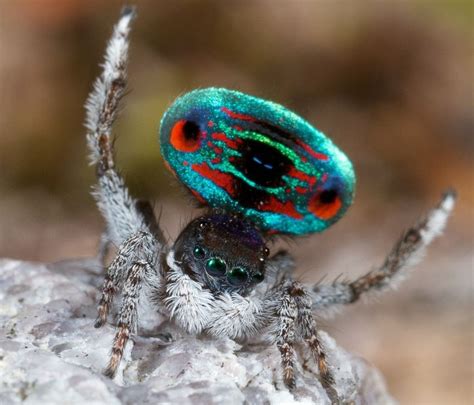 Meet The Most Gorgeous ‘Peacock Spider’