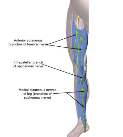 Saphenous Nerve Entrapment - Dr. Justin Dean