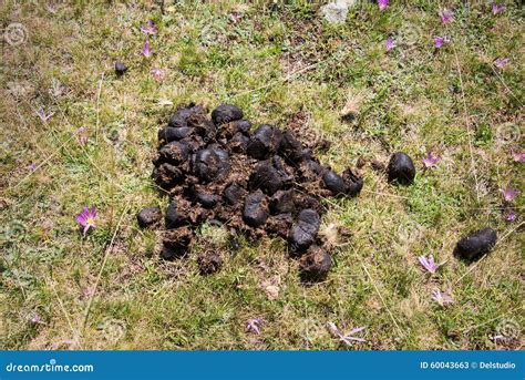 Horse Manure Lies In A Wheelbarrow Next To A Horse Stall Amid A Large ...