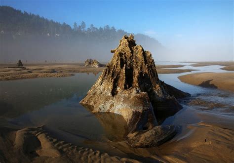 Ghost forest emerges from the sand on the Oregon coast - oregonlive.com