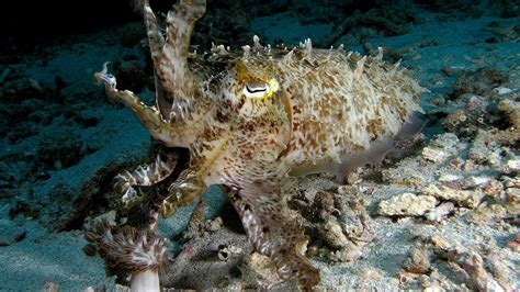 Secrets Of The Cuttlefish's Uncanny Camouflage Abilities Revealed ...