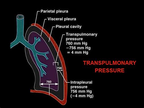 What Is Transpulmonary Pressure, Really?