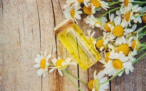 Chamomile extract in a small bottle featuring alternative, aroma, and | Nature Stock Photos ...