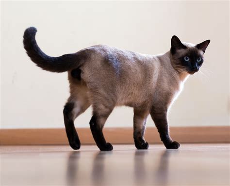 Check Out the Distinct Personality of the Snowshoe Siamese Cat - Cat Appy