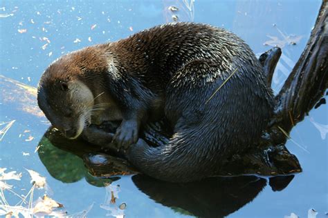 Photo of the Week: River Otter Takes a Nap | Kayak Dave's