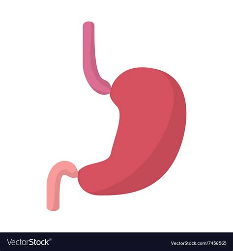 Stomach cartoon icon Royalty Free Vector Image