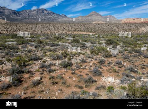 Red Rock Canyon, Nevada. Red Rock Wash, an Arroyo, a Dry Creek Bed or ...