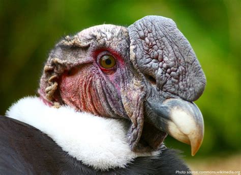 Interesting facts about Andean condors | Just Fun Facts