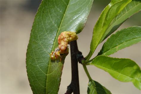 Peach Leaf Curl: Biology and Control — Plant & Pest Advisory