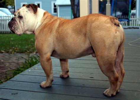 pictures of bulldogs| bulldog breed | different breeds of dogs