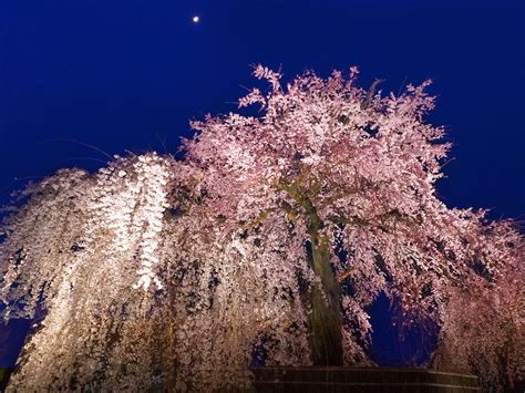 Maruyama Park and the Weeping Cherry of Gion | Nippon.com