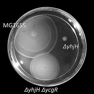 Effects of the DyhjH and DyhjH DycgR mutations on flagel- lum rotation ...