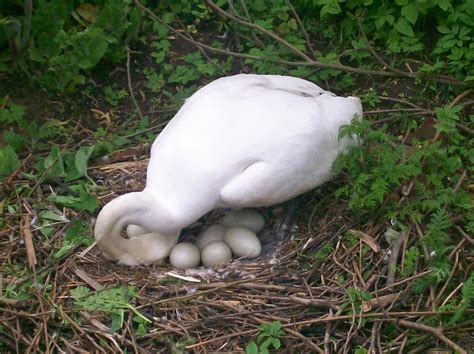 Swan eggs by disfordanger on DeviantArt