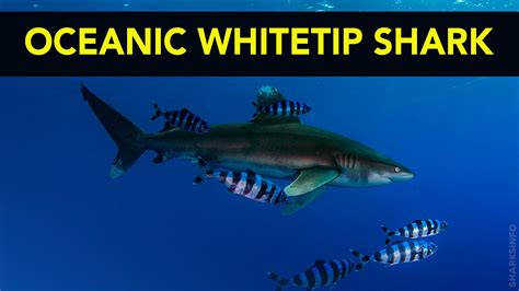 10 Fast Facts About Oceanic Whitetip Sharks - sharksinfo.com