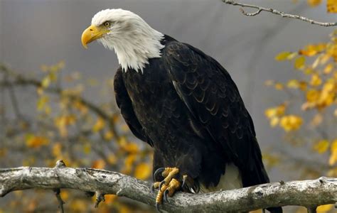 Eagle Facts, Types, Characteristics, Habitat, Diet, Adaptations