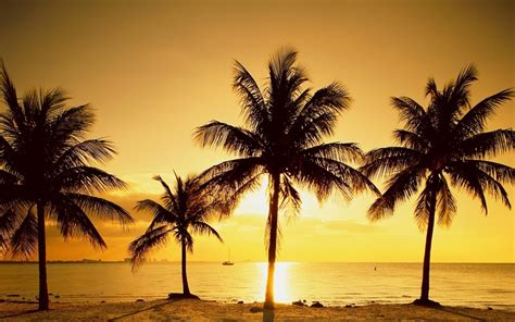 Palm Tree Sunset Wallpaper (70+ images)