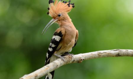 Hoopoe: National Bird of Israel Archives - Vdio Magazine 2024