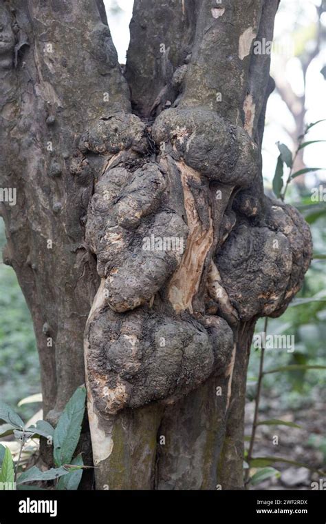 Fungus Trees and Their Unique Story Stock Photo - Alamy