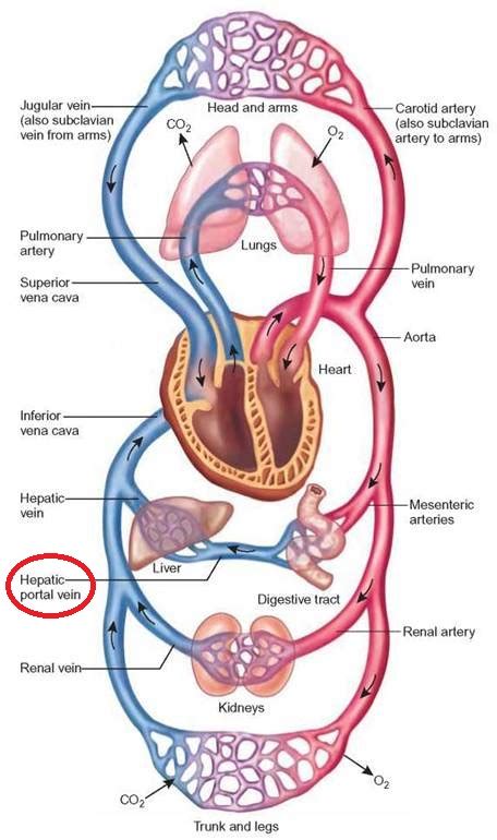 What is a portal system? What is the purpose of the hepatic portal ...